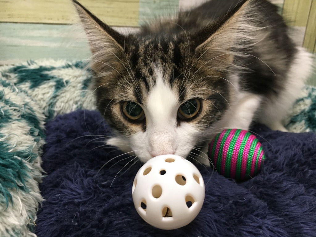 新しい仲間がやってきました☆