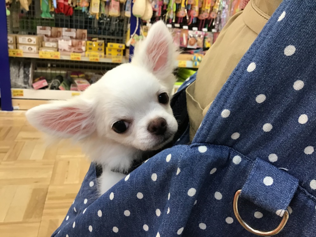 チッチくんの挑戦🐾✨
