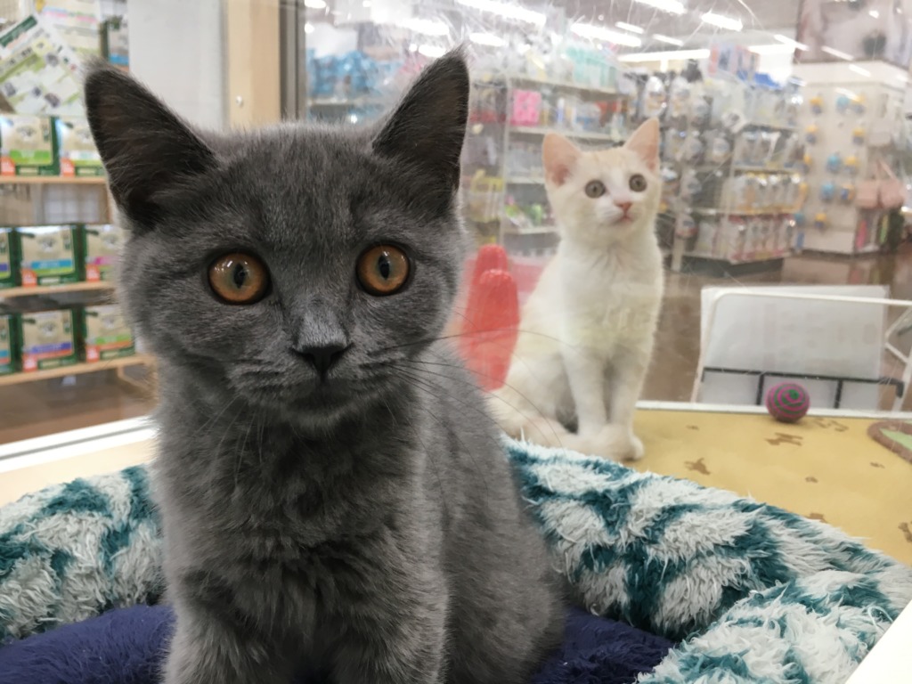 ブリちゃんが！