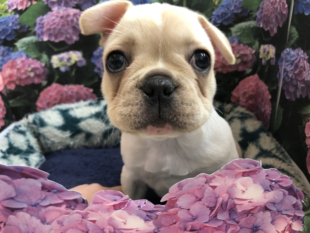 New おすすめ犬 ペットハウステンテン New おすすめ犬 ペットハウステンテン