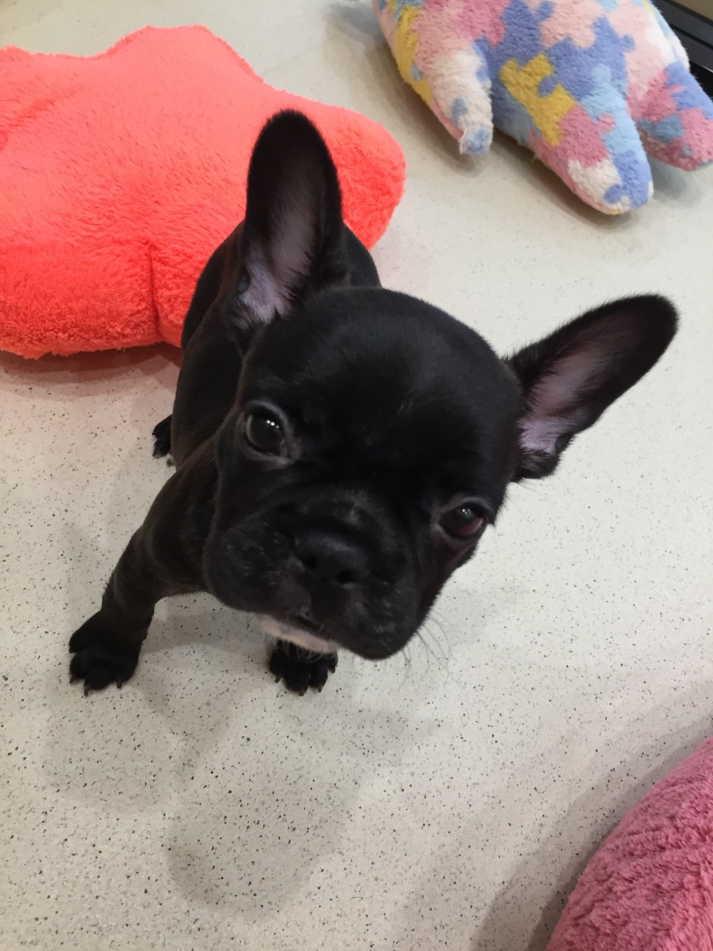 ☆最近のフレンチちゃん☆