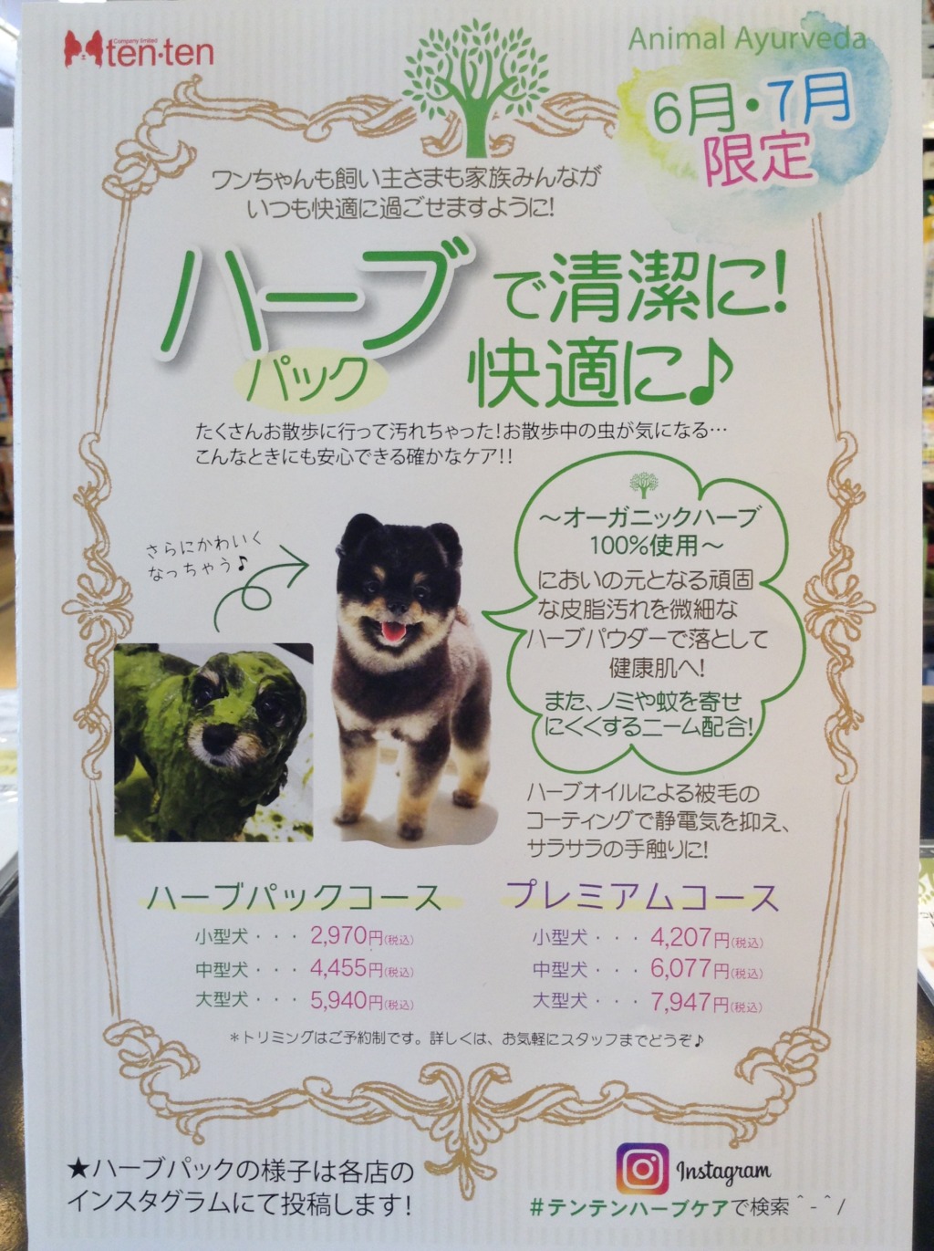 ６月７月限定！トリミングイベントのお知らせ♫