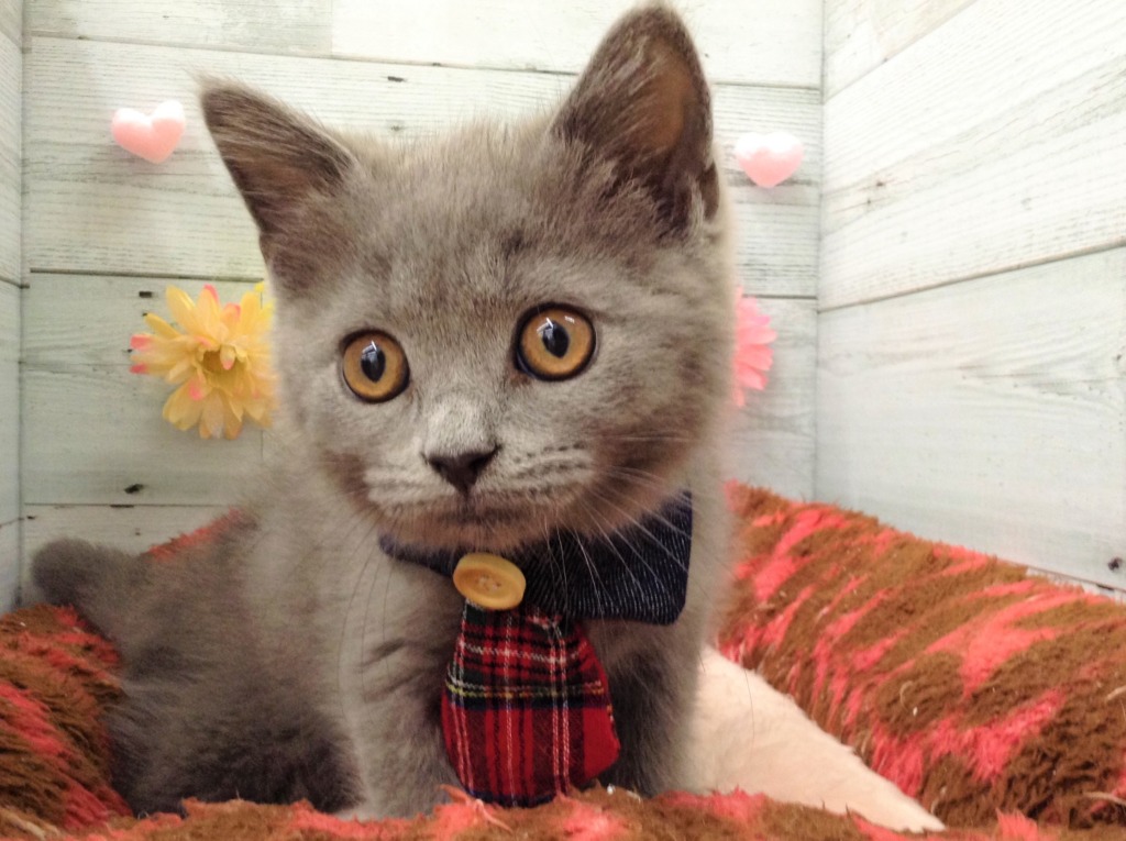 🐱新入りくん🐱