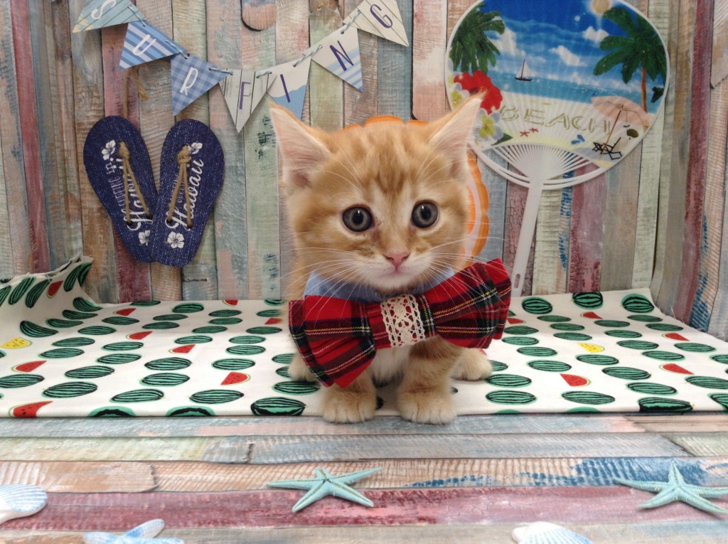 ♡新入りねこちゃん’Ｓ♡