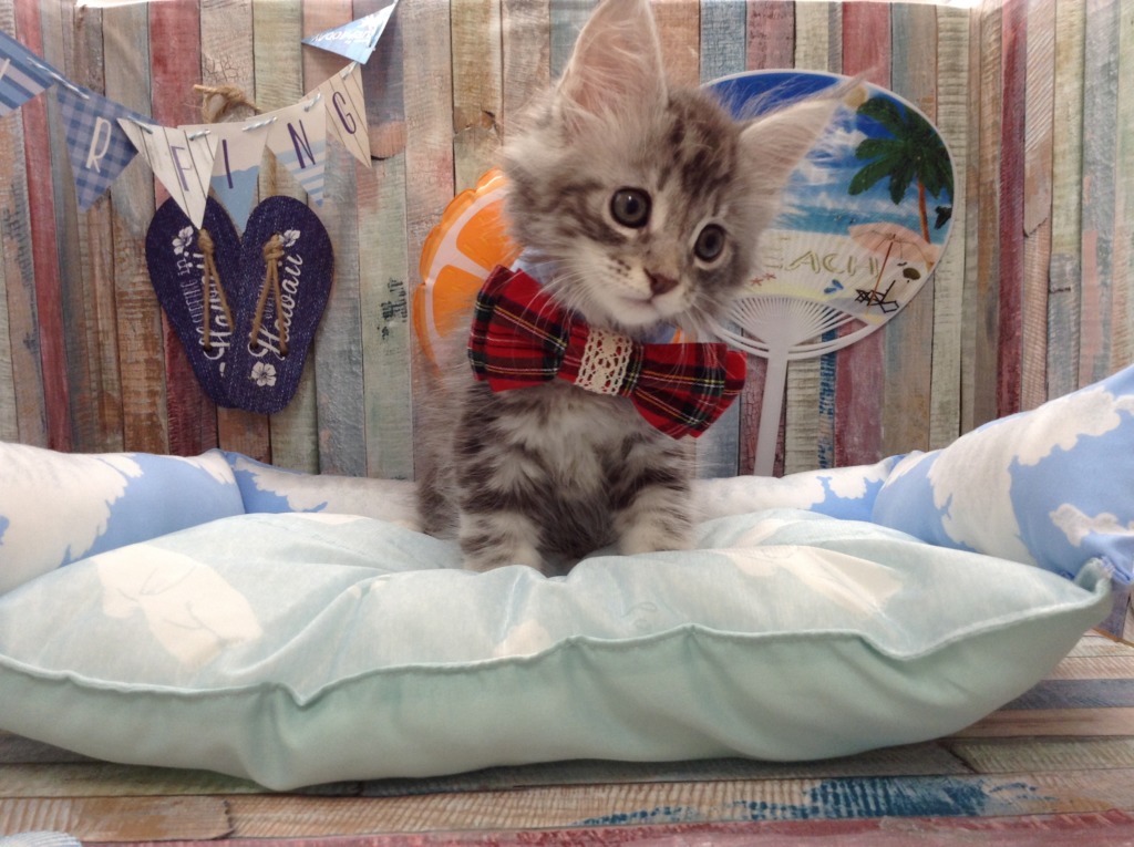 ♡新入りねこちゃん♡