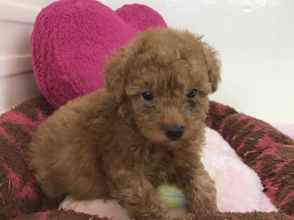 NEW！！プードルくん