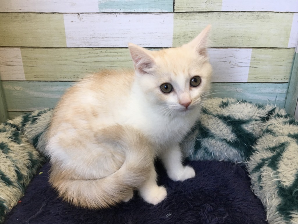 ☆彡NEW  FACE☆彡