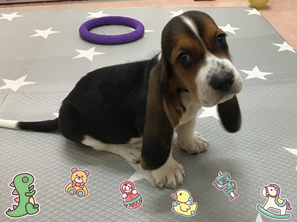 ☆甘えん坊バセくんの魅力☆