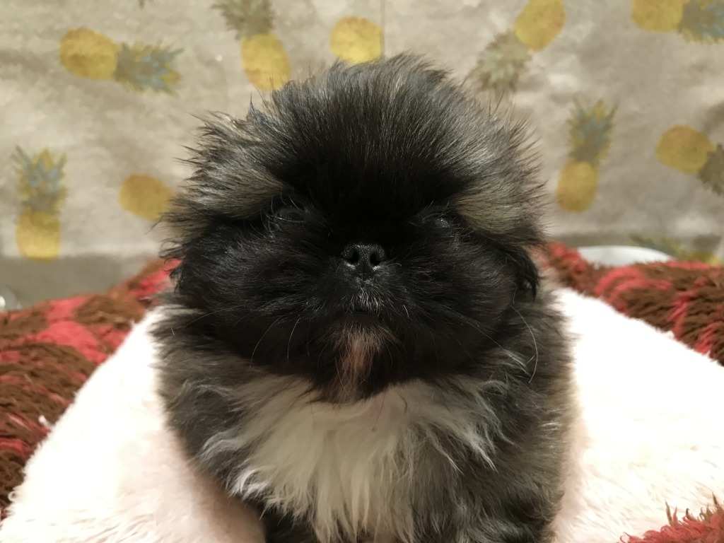 ✨新入りさん✨