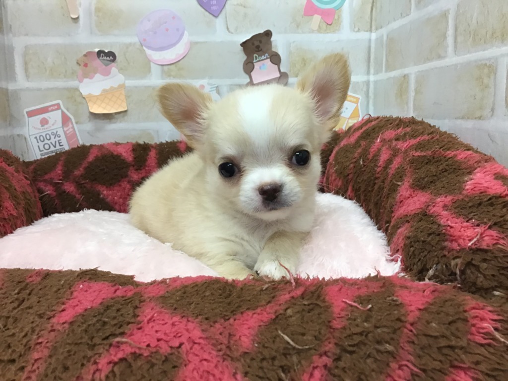 新しいお友達とお知らせです 😆