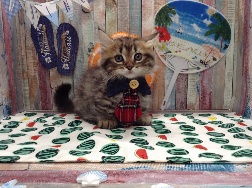 ✦ニューフェイス✦