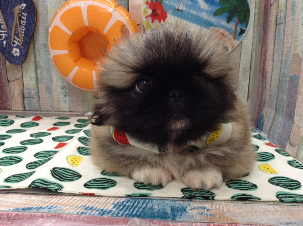 ✨新しい仲間たち✨