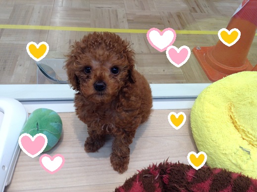 💗new おすすめ犬💗