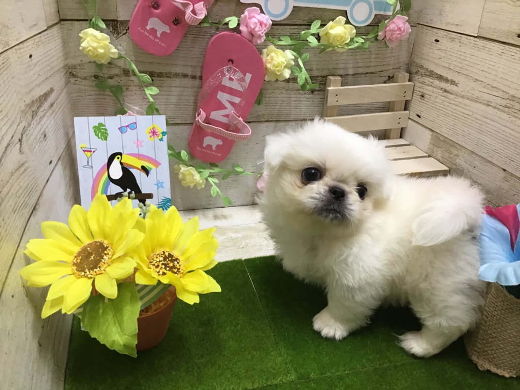 ❤NEW　おすすめ犬❤