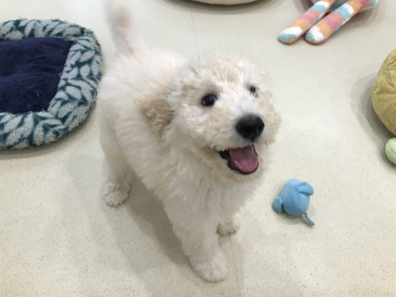 お家が決まりました☆