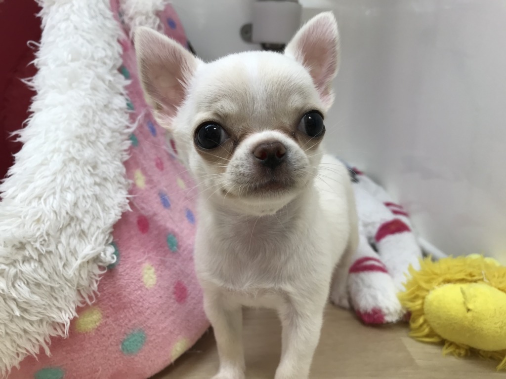 ◆◇NEWおすすめ犬◇◆
