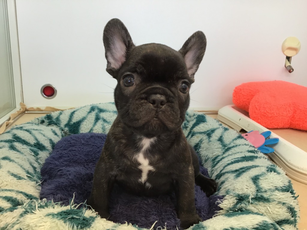 オススメ犬 ブーちゃん ペットハウステンテン オススメ犬 ブーちゃん ペットハウステンテン