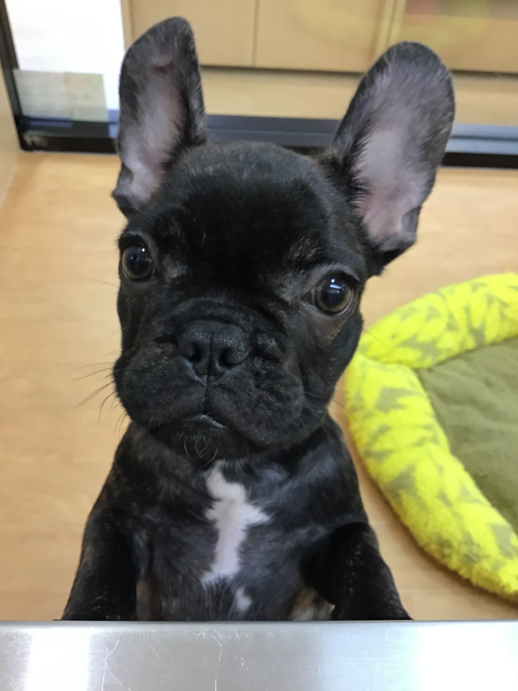 🌟オススメ犬、ブーちゃん🌟