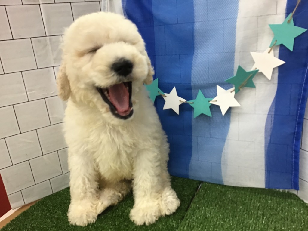 ☆おすすめ犬決まりました☆