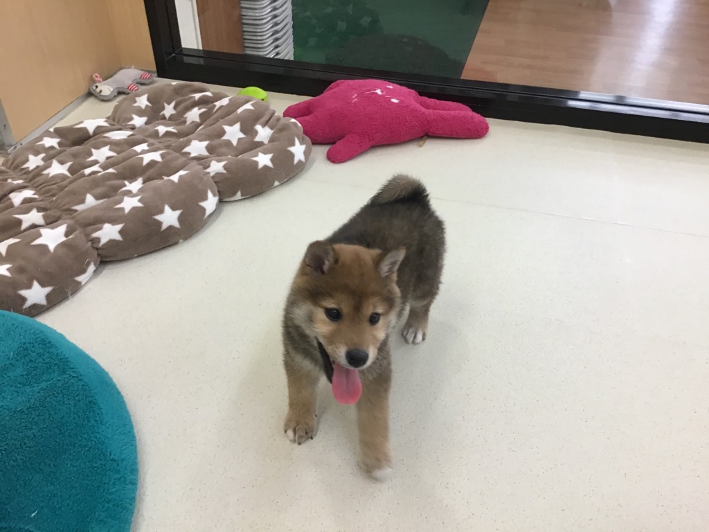 おすすめ犬バトンタッチ☆