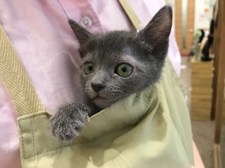 可愛いニャンコのご紹介⭐