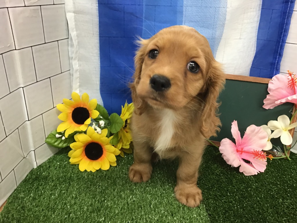 ☆良いとこどり！ミックス犬☆パート２
