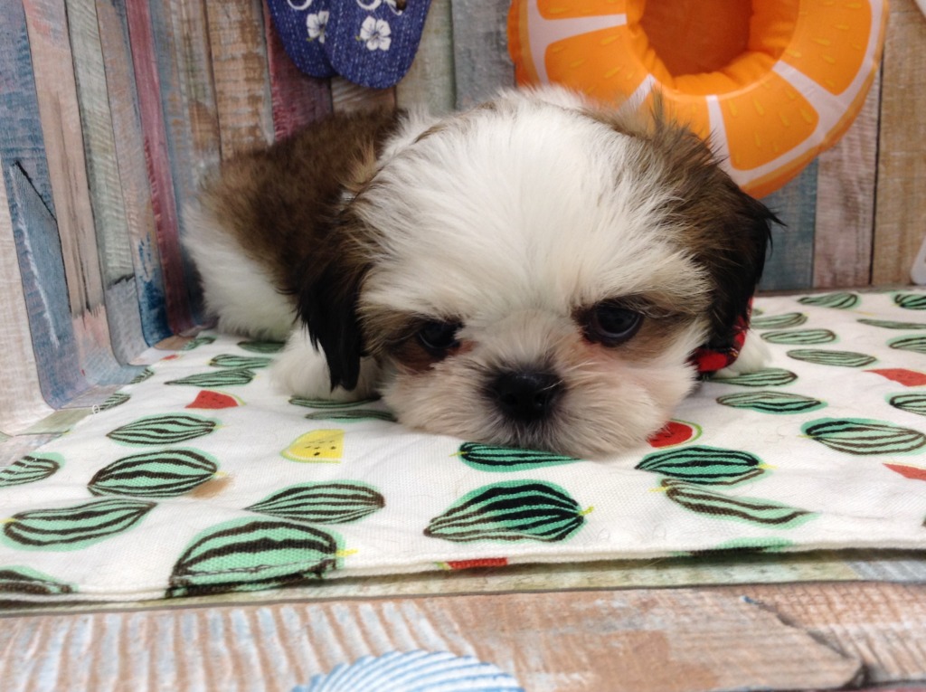 🍉Ｎｅｗ　ＦＡＣＥ🍉