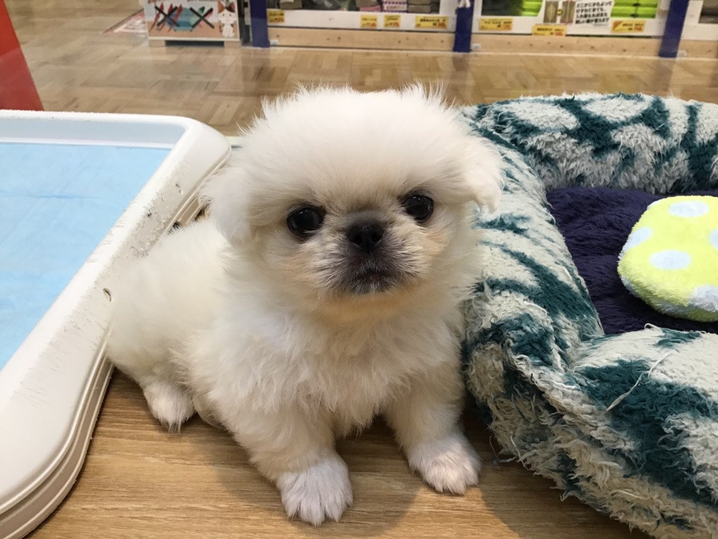 ❤ぺぺくんおやすみ中😪💤❤