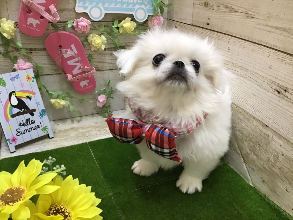 ✨ぺぺくんオシャレになりました😎✨