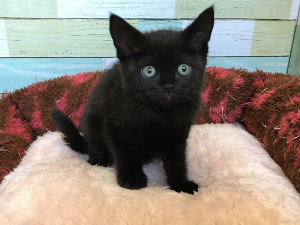 新しいネコちゃんが！！