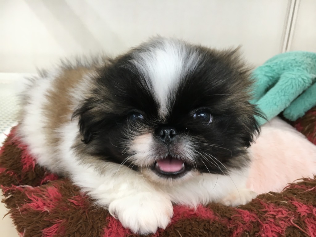 　　☆おすすめ犬バトンタッチ☆