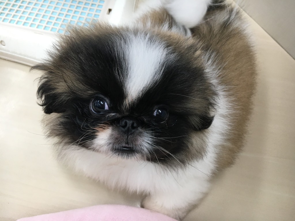 　　　　今日のペキちゃん♪