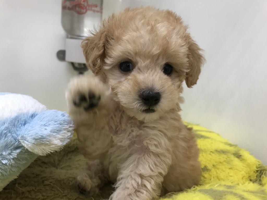 ☆ＮＥＷオススメ犬☆