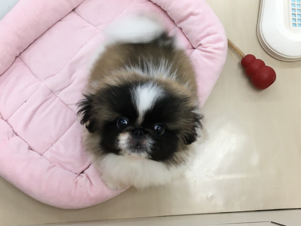 　　♪小樽店にいる可愛い子達♪