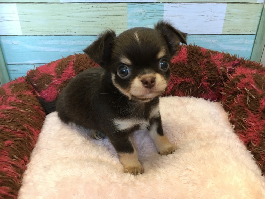 　　　　☆彡NEW FACE☆彡