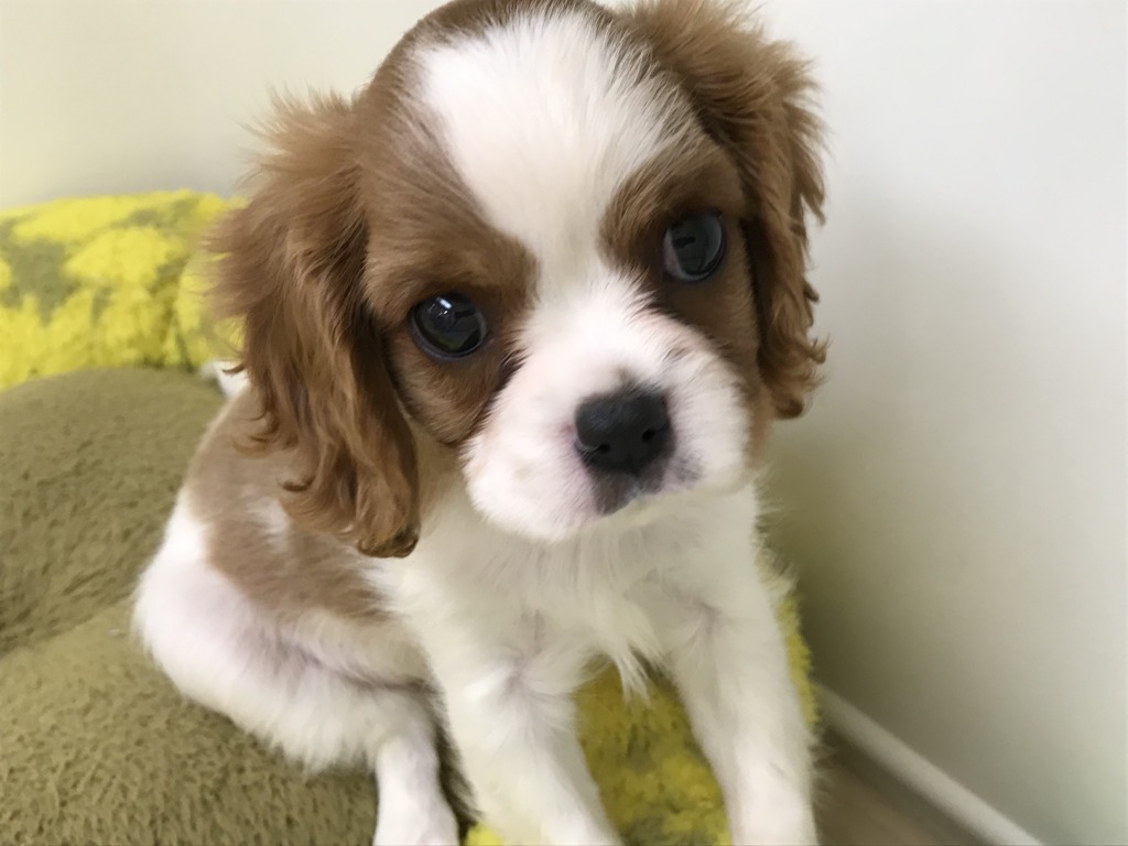 ☆おすすめ犬バトンタッチ☆