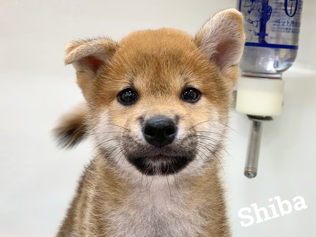 ★柴ちゃんがやってきました～！★