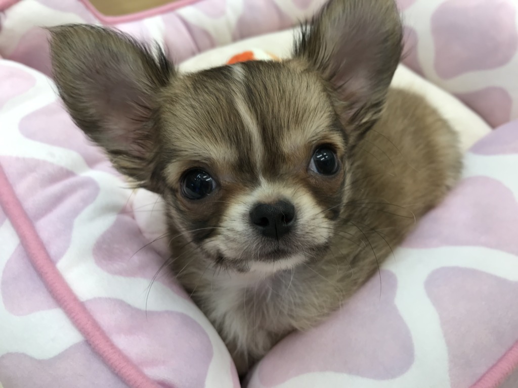 🍁オータムフェスタ開催中！🍁