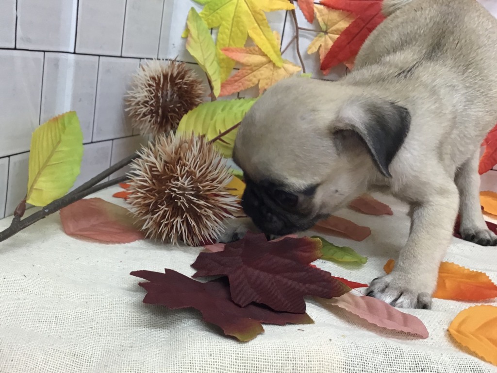 ☆食欲の秋🍂☆
