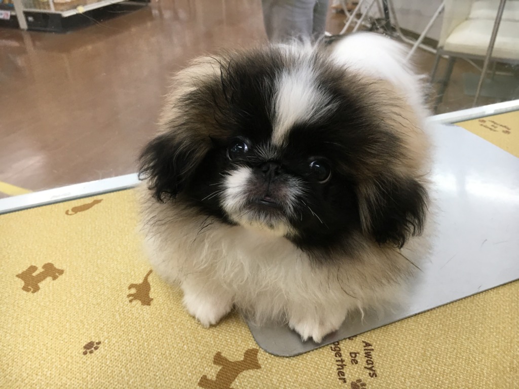 今日のペキちゃん♪