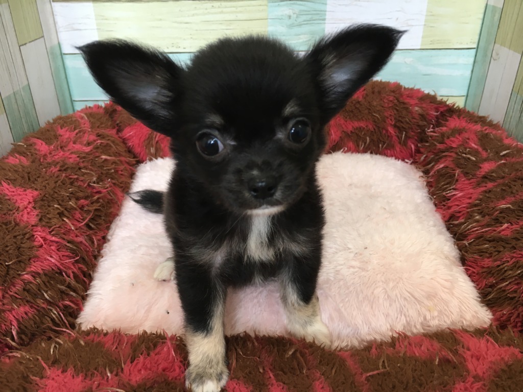 チッチがやってきました☆