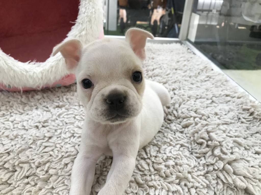 おすすめ犬バトンタッチ♡