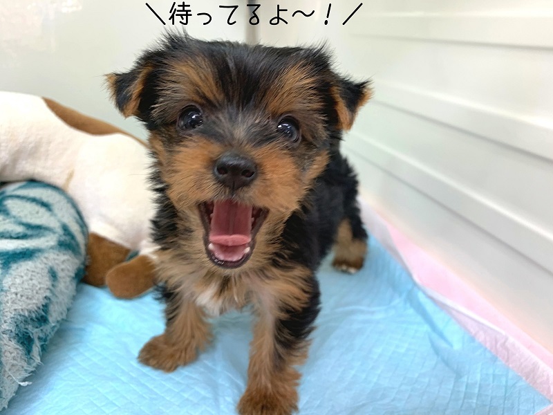 札幌 ペットショップ | ペットハウステンテン |トリミング | 猫