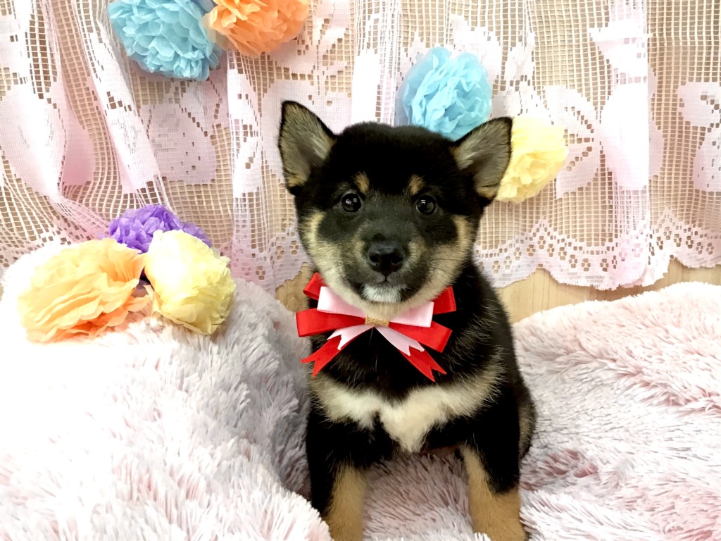 ＮＥＷＦＡＣＥ🐶
