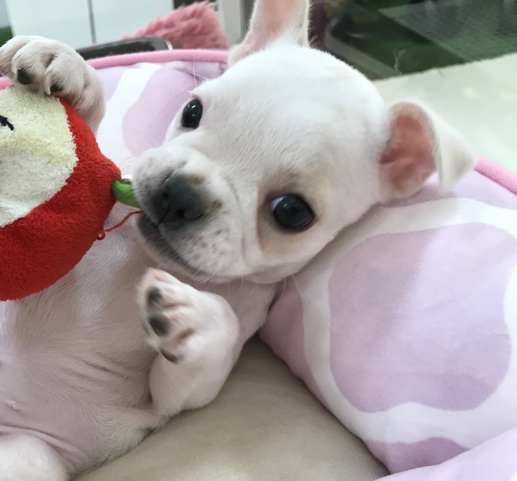 ★今日のフレンチちゃん★
