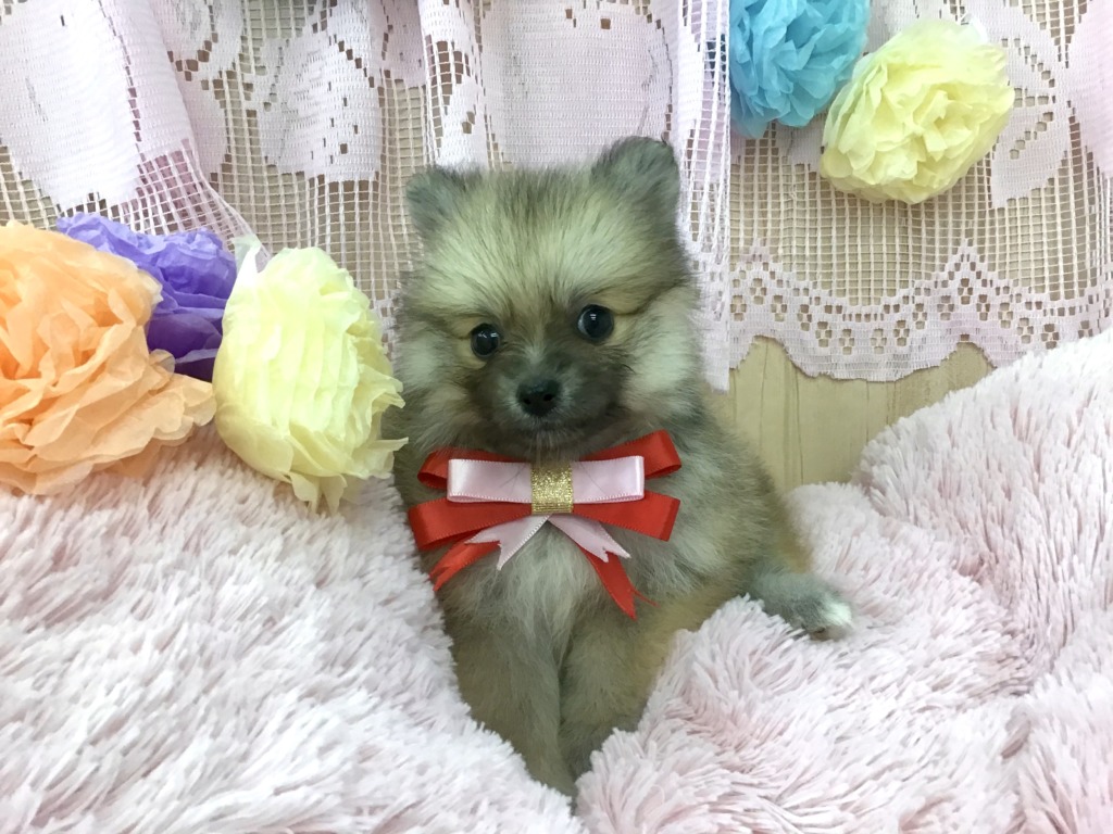 おすすめ犬任命！！