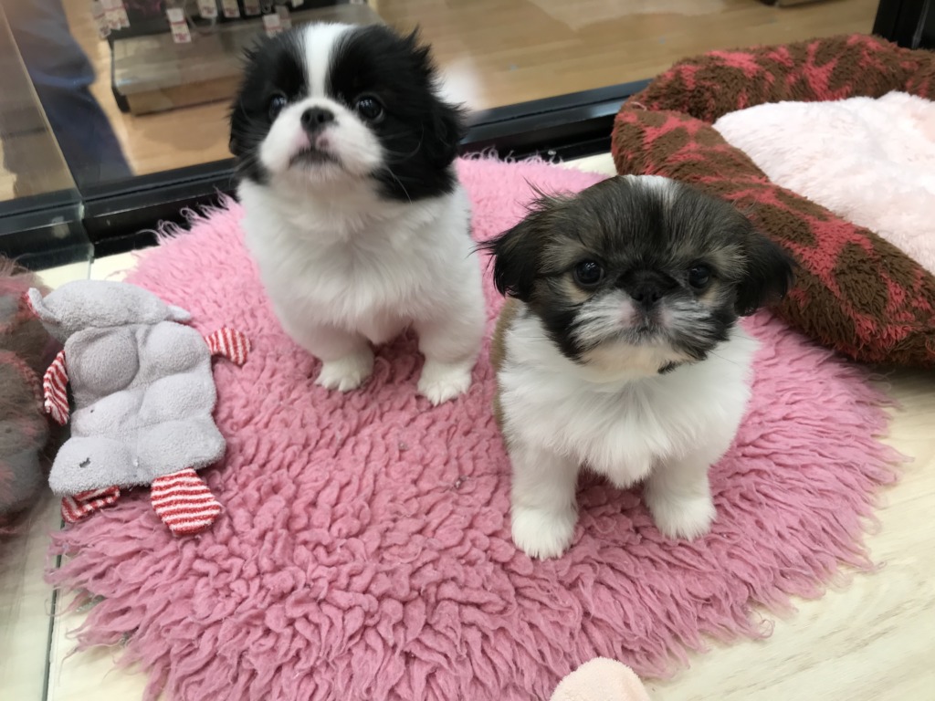 オータムフェスタ⭐
