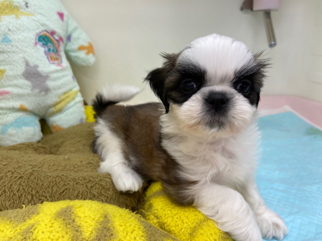 ☆しーくん仲間入りです☆