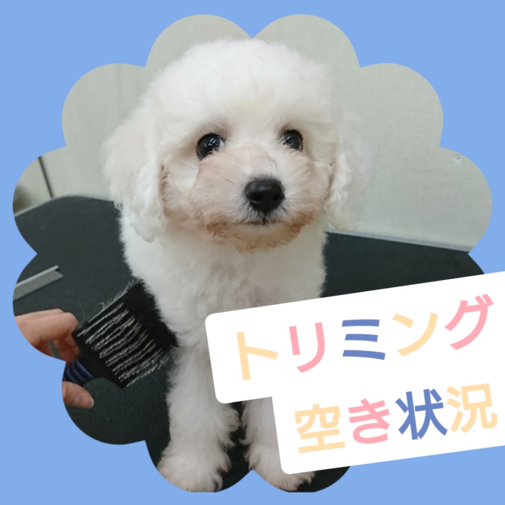 本日トリミング空いております⭐