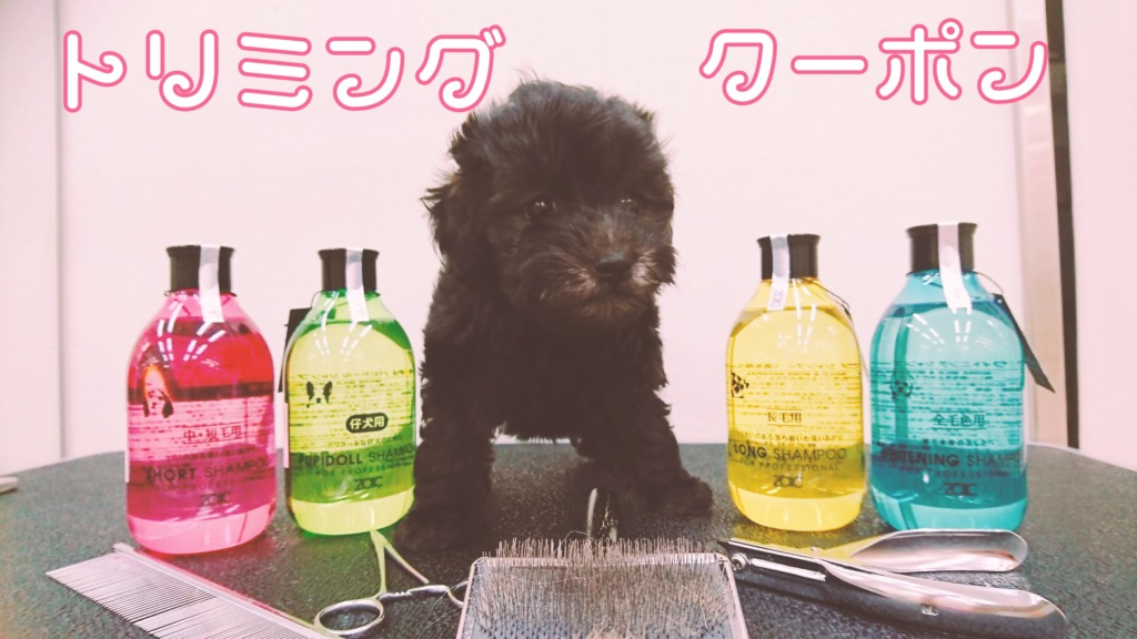 トリミングクーポン情報！